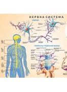Учебно табло: Централна нервна система