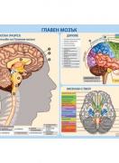 Учебно табло - Главен мозък - постер