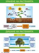 Табло №3 по човекът и природата 5. клас (двустранно)