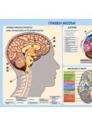Учебно табло: Главен мозък - с лайсни