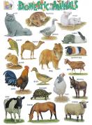 Стенно учебно табло: Domestic Animals