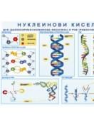Учебно табло: Нуклеинови киселини