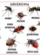 Насекоми - малко ламинирано табло