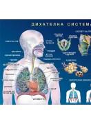 Учебно табло: Дихателна система на човека